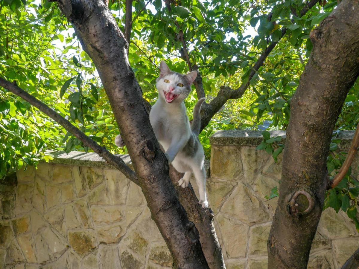 Kiki'S Villa Kişinev Dış mekan fotoğraf